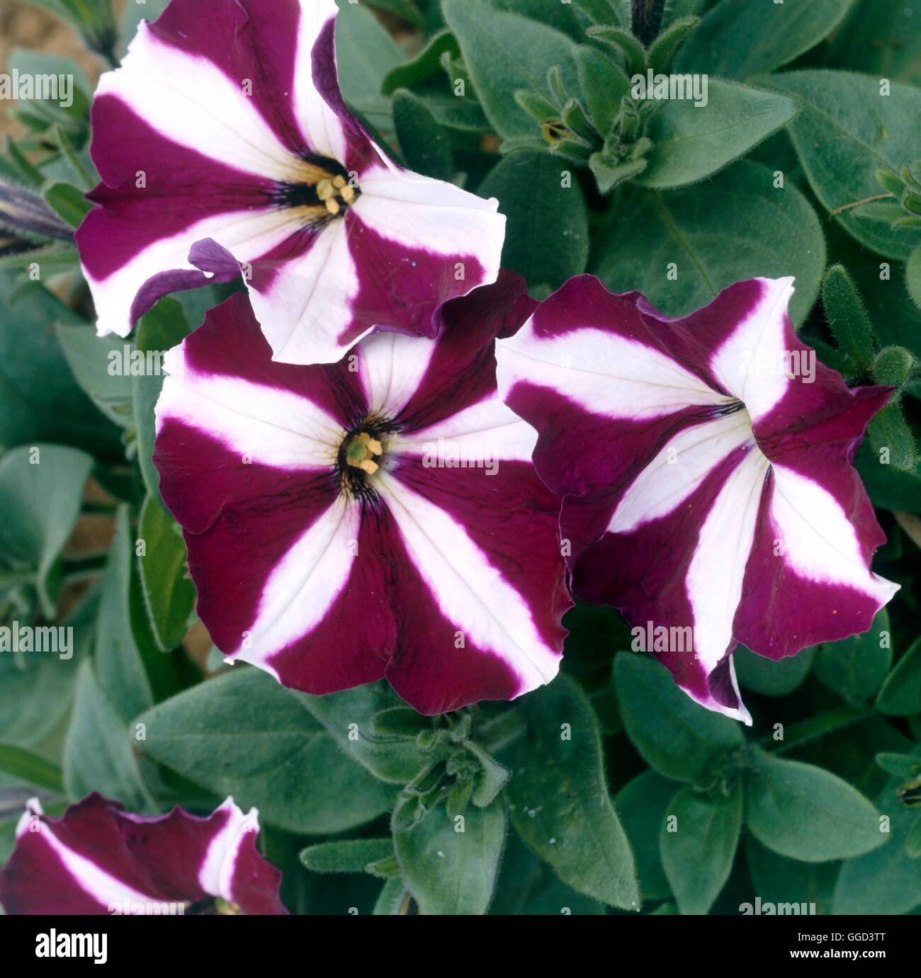 Petunia multiflora - F1 `Frenzy Burgundy Star'   ANN077870 Stock Photo